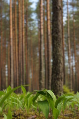 Landscape with straight trunks of pine trees and a large meadow of lilies of the valley