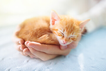 Kitten sleeping in man hands. Cats sleep.