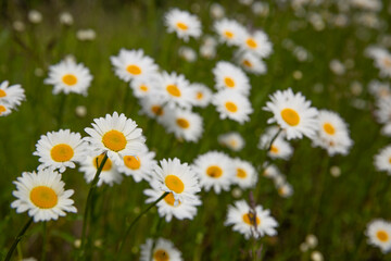 Fototapeta premium Chamomile flowers ( daisy flowers) on a meadow in summer