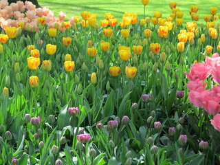 Yellow Tulips Flowerbed at Keukenhof Garden, Holland