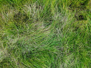 地面を覆う細長いイネ科の植物の葉