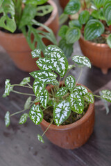 plant parent beauty tiny, caladium humboldtii mini white leaf
