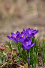 The blooming purple crocuses heralds of spring in the garden.