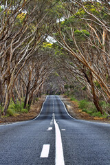 Obraz premium Archway of trees on Kangaroo Island in Australia is beautiful symbol of the journey and road trip pleasure between Penneshaw and Kingscote