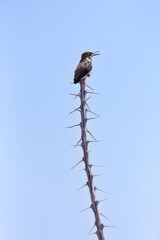 Immature hummingbird enjoys singing from ocotillo perch in Tucson, Arizona