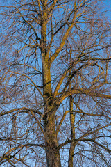 Maple tree at winter.