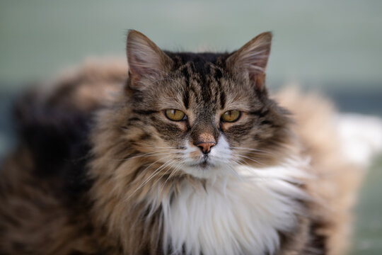 A large orange, black, and tan coloured domestic cat. The verticle pupils are long black slits with orange around. The feline has a large white patch on its chest. The animal has two pointy ears. 