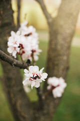 Apricot Flower Blossom. Early spring background