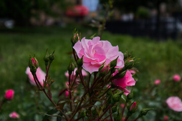 pink flowers in the garden