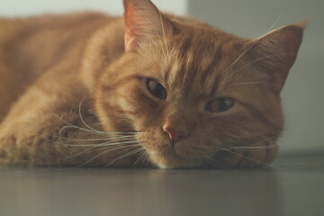 Portret rudego puchatego kota leżącego na buźce