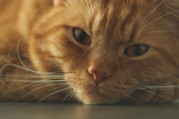 Portret rudego puchatego kota leżącego na buźce - obrazy, fototapety, plakaty