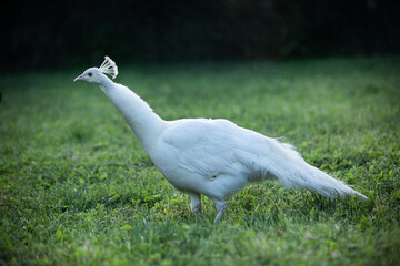 white bird, peacock walks in the park