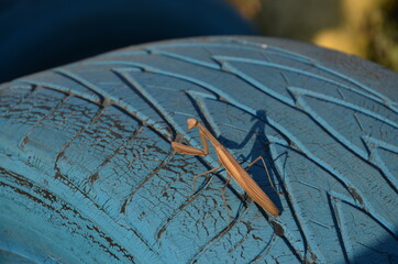 praying mantis on a blue wheel, praying mantis