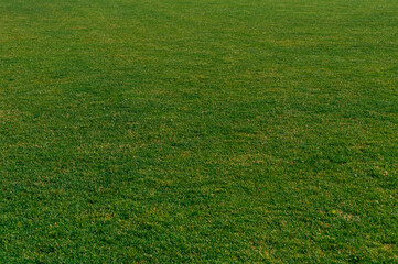 Green grass texture for background.Concept on the theme of ecology.