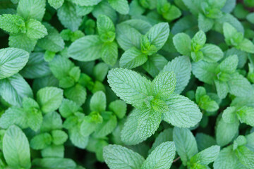Green mint leafs  - fresh herbs background