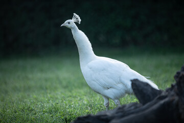 white bird, peacock walks in the park