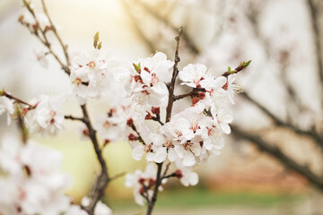 Apricot Flower Blossom. Early spring background
