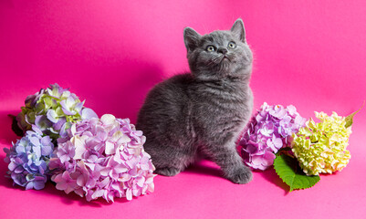 British straight kitteng sitting among gortenzia flowers
