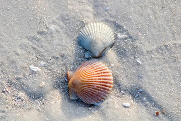 Seashells on the beach