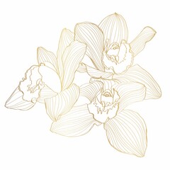 Golden Line Orchid Cymbidium Flower. Flora and Isolated Botany Plant with Petals. Tropical exotic line flower illustration. © Виктор Фесюк