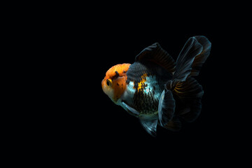 goldfish isolated on a dark black background	