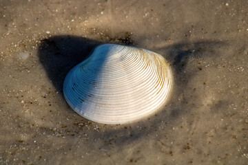Seashells on the beach