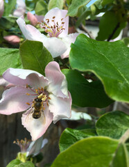 spring, flowering tree, bee on pink flower