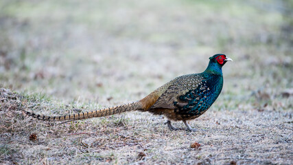 The Pheasant Beauty