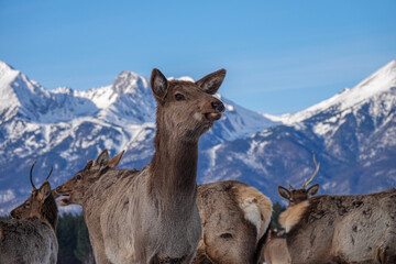 Herd of Elks Cervus elaphus sibiricus Grazing in Winter with Mountains at Background