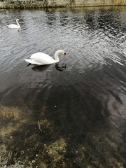 swan on the river