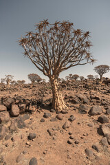aloe tree in desert
