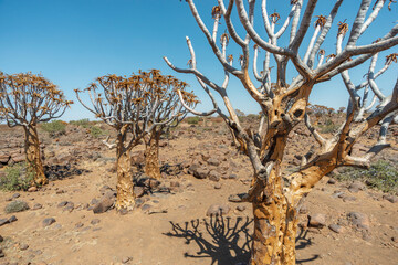 quiver desert tree