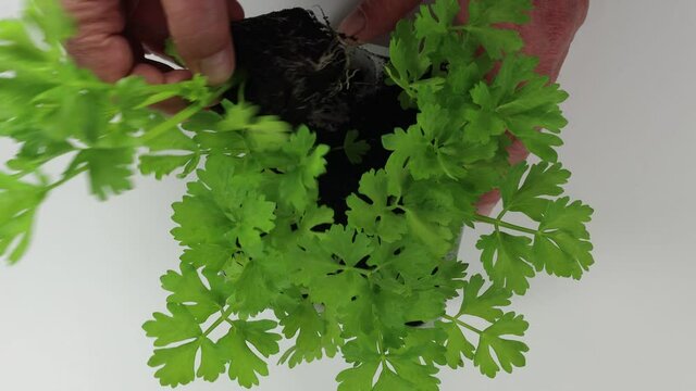 white celery seedlings ready for transplanting into