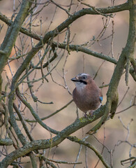Jay portrait in the trees at spring in brown green colours