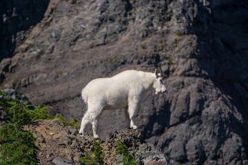 Fototapeta na wymiar Wild Mountain Goat