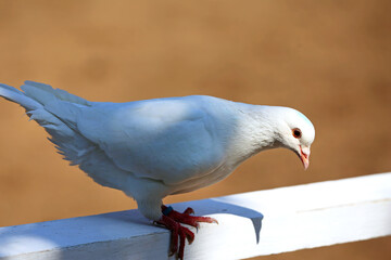 Close-up silhouette of a white dove