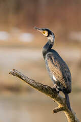 Great cormorant