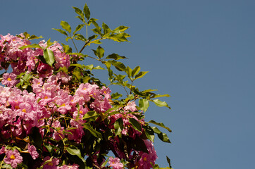 The blossom of Tacoma tree in Kuala Lumpur (Sakura of Malaysia)