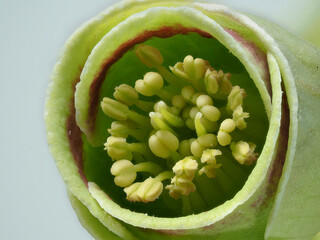 Stinkende Nieswurz (Helleborus foetidus) 