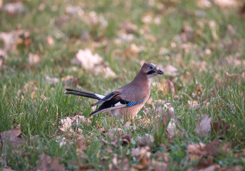 Brown bird on grass looking into the camera