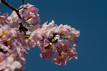 The blossom of Tacoma tree in Kuala Lumpur (Sakura of Malaysia)