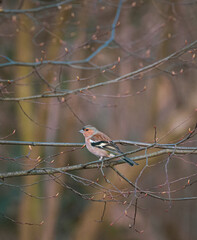 Chaffinch male sitting on spring branch 