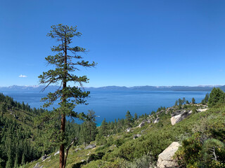 Lone tree with a view of the lake .