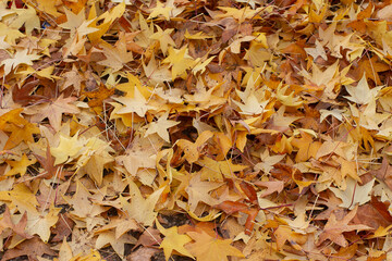 autumn leaves on the ground