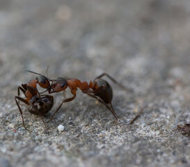 Forest ants fight macro