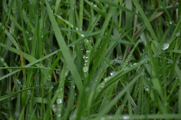 dew on green grass