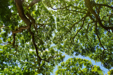 leaves and sky