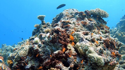 Obraz na płótnie Canvas coral reef in sea