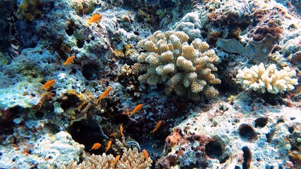 Naklejka na ściany i meble Coral reef with fish 