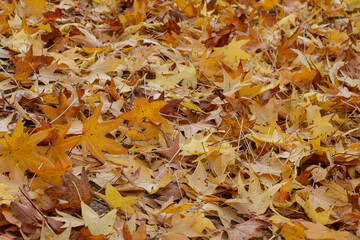 autumn leaves on the ground